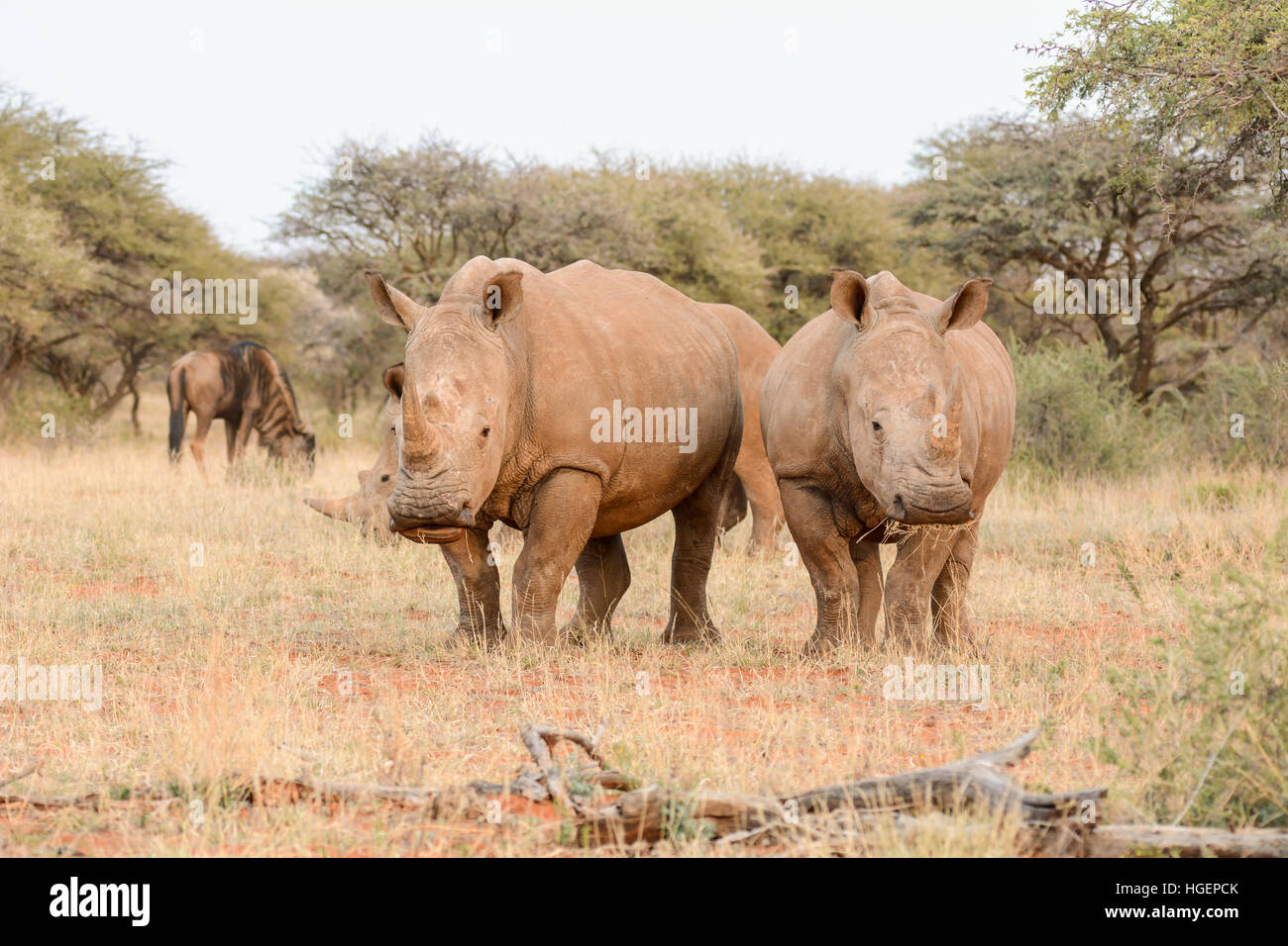Il rinoceronte bianco nel sud della savana africana Foto Stock