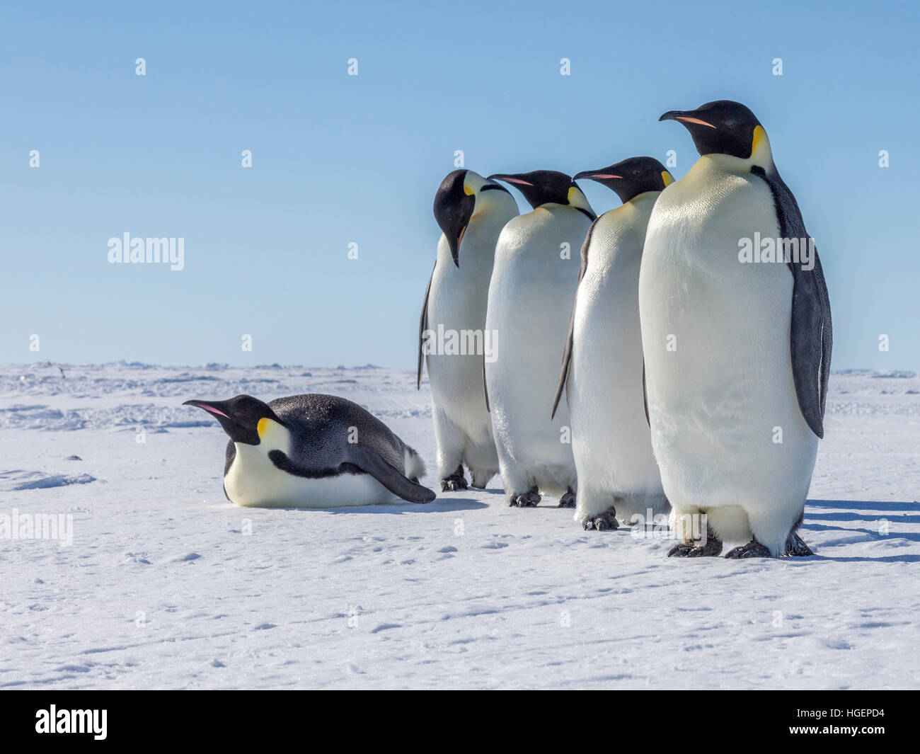 Cinque pazienti adulti Pinguini imperatore, in viaggio verso il mare aperto, riposare per un po'. Foto Stock