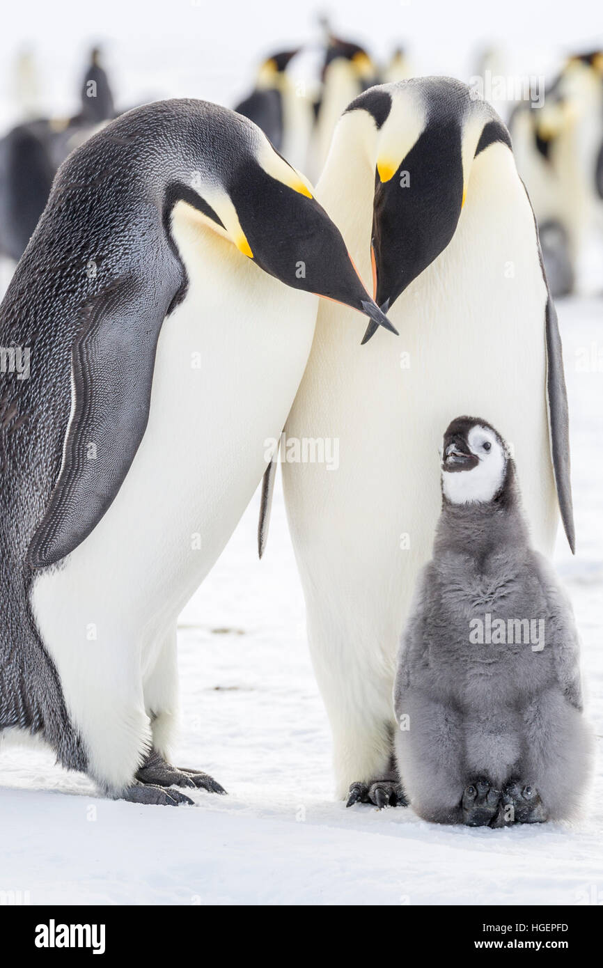 Un pinguino imperatore chick si impegna con i genitori con becchi incrociati Foto Stock