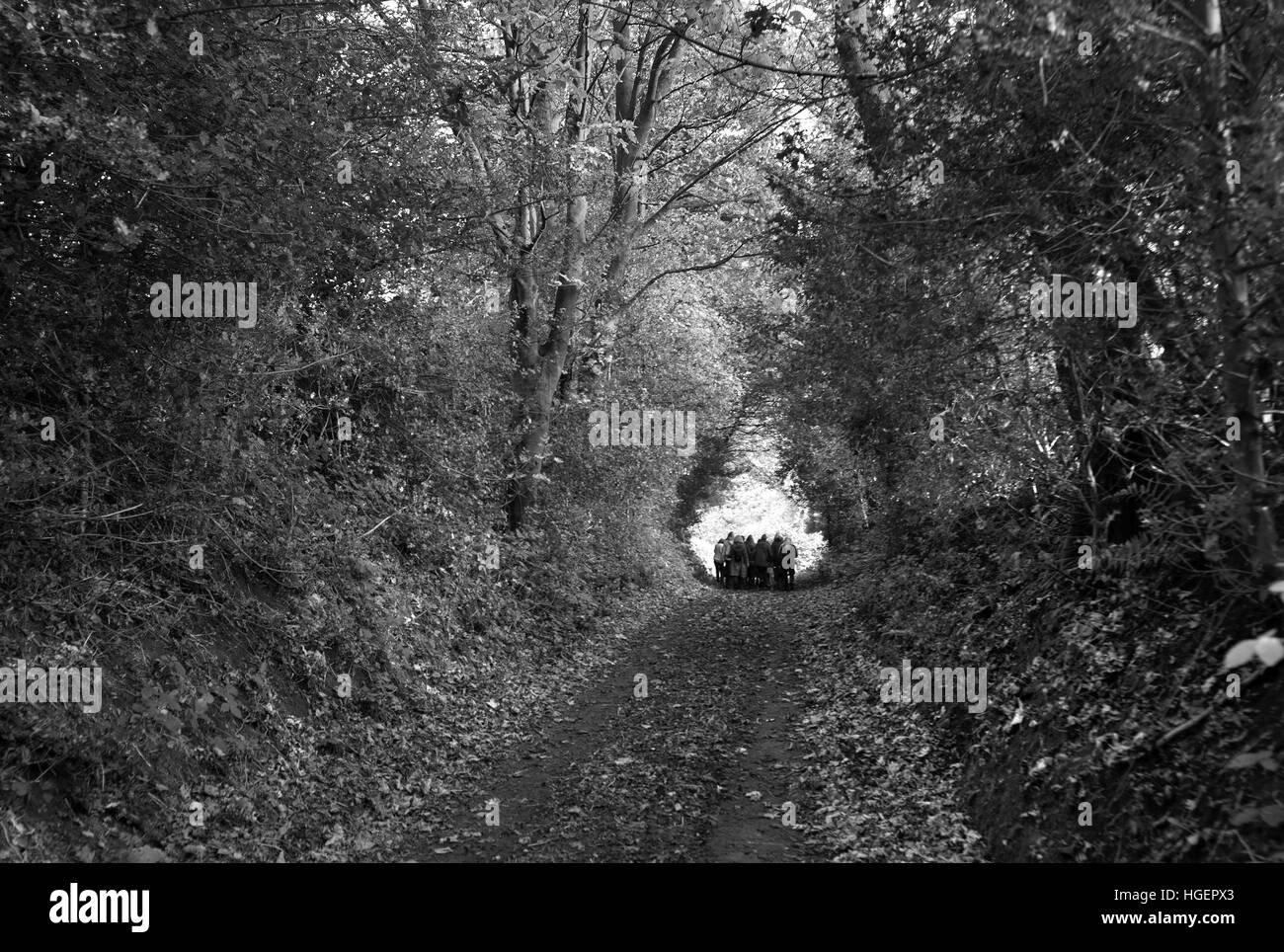 Levriero in pensione a piedi, Satley, County Durham Foto Stock