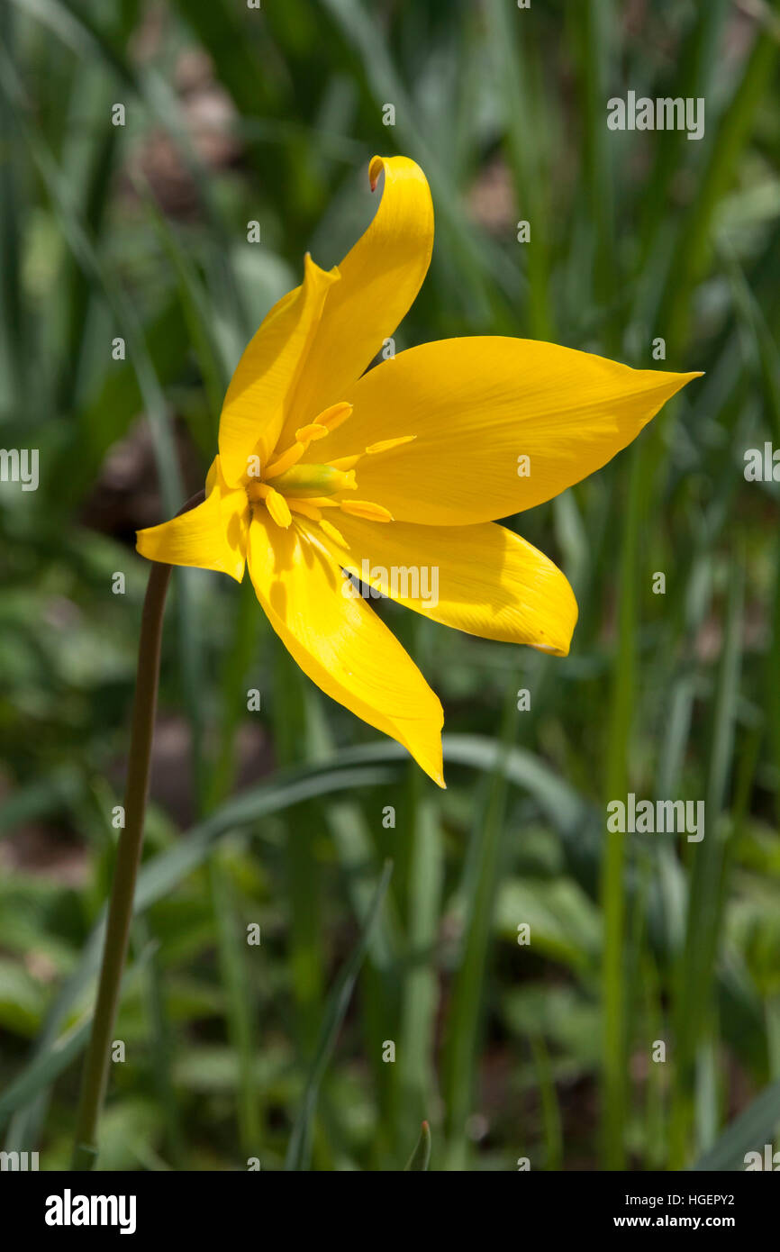 Tulipano selvatico fiore Foto Stock