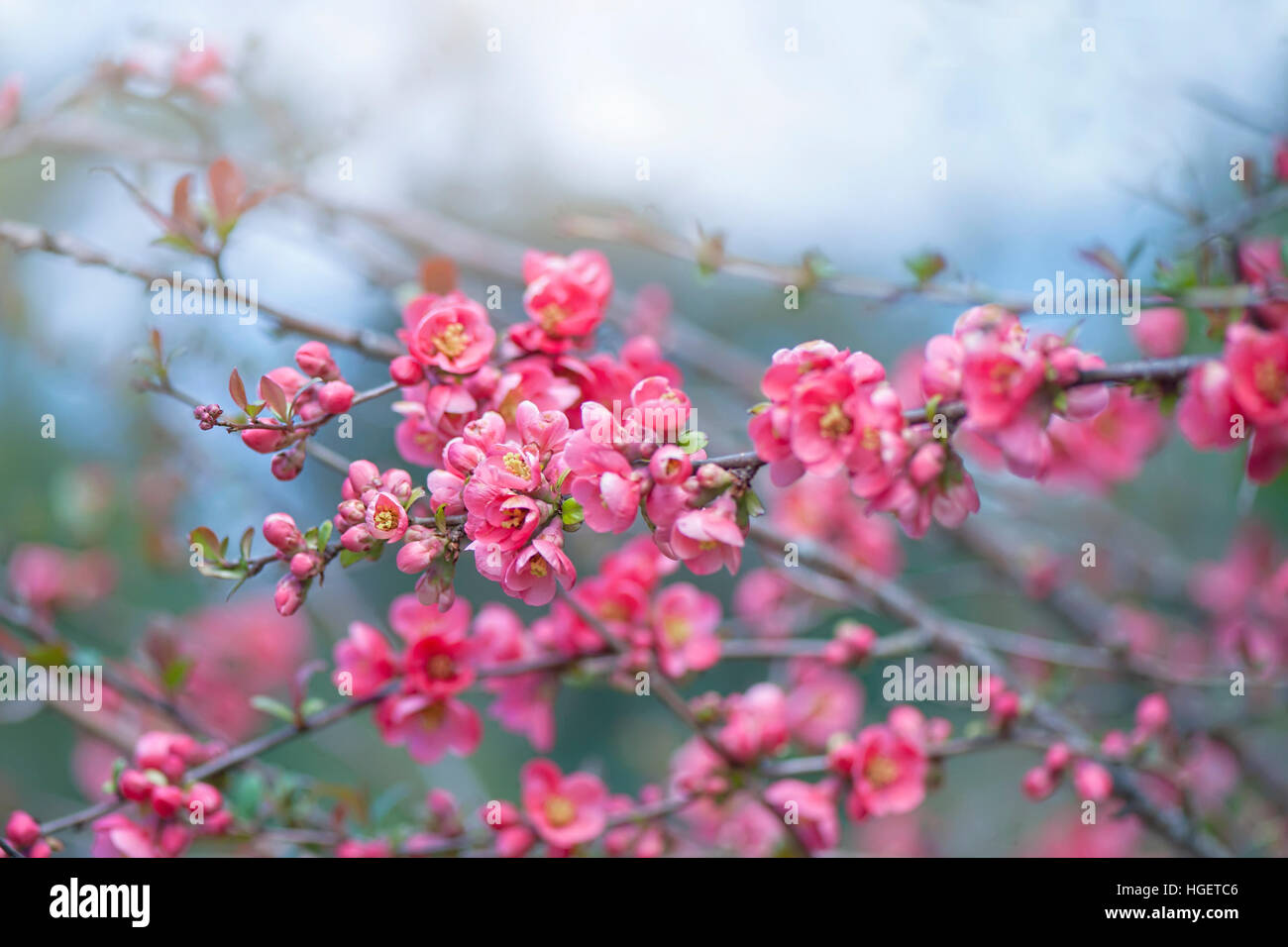Chaenomeles rosa fiori di primavera, questo arbusto è anche conosciuta come la fioritura di mela cotogna. Foto Stock