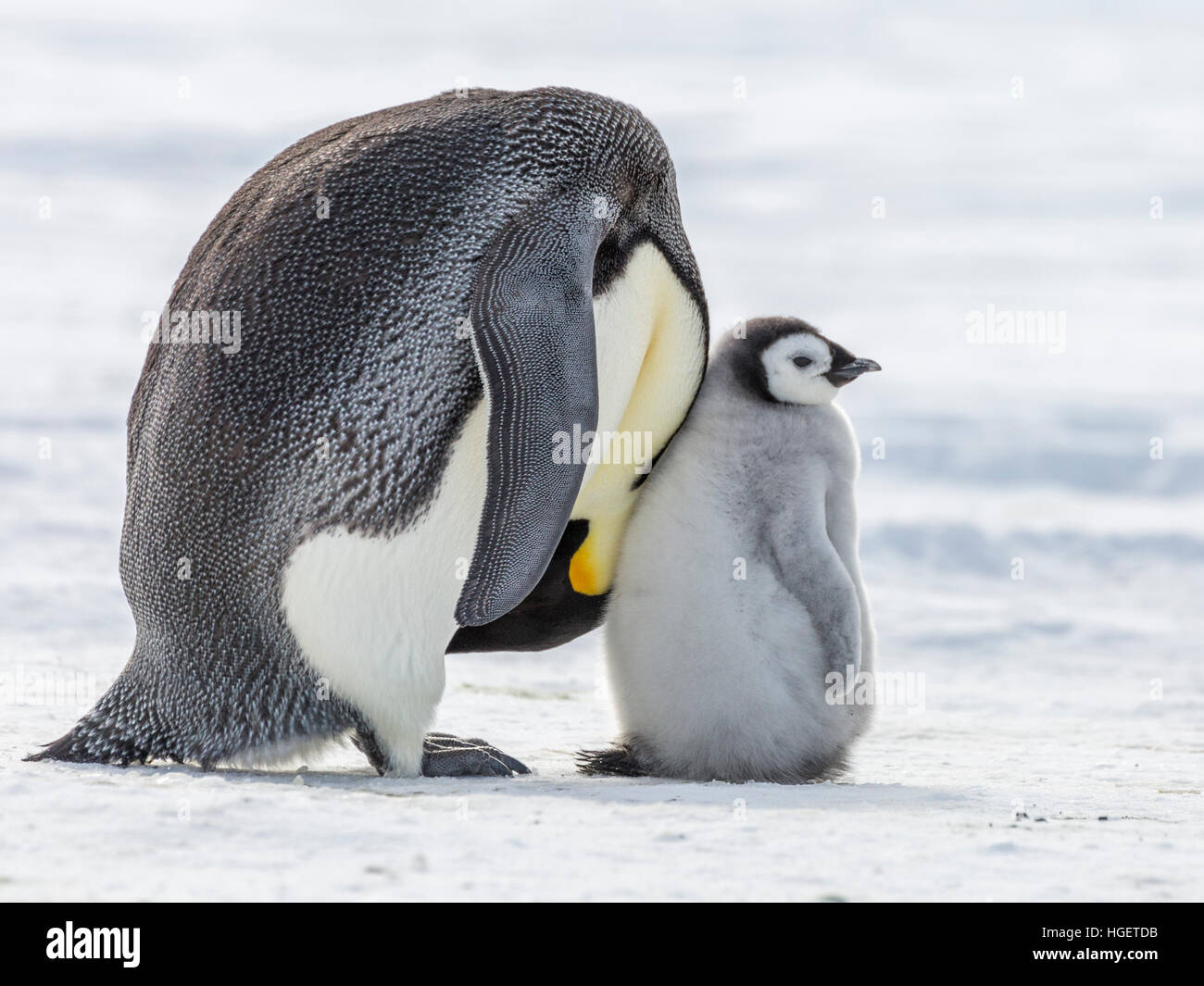 Un pinguino imperatore chick si appoggia contro il collo di un genitore Foto Stock