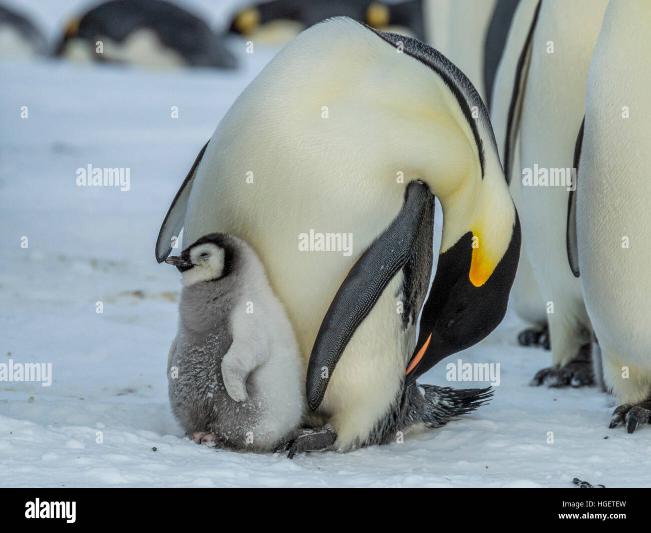Un pinguino imperatore pulcino dorme mentre un genitore preens Foto Stock