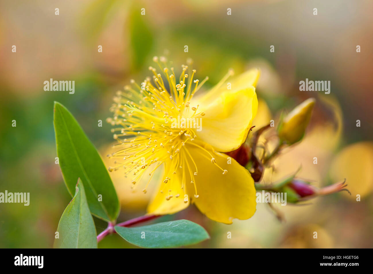 Close-up immagine di un giallo Hypericum perforatum estate fiore noto anche come erba di San Giovanni, perforare St John's Wort o comuni o erba di San Giovanni. Foto Stock