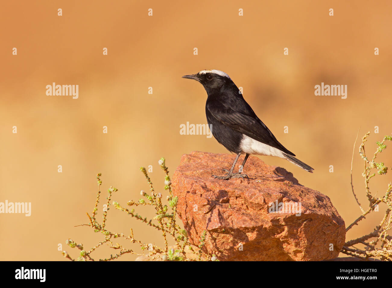 Uccello passeriforme in bianco e nero immagini e fotografie stock ad alta  risoluzione - Alamy