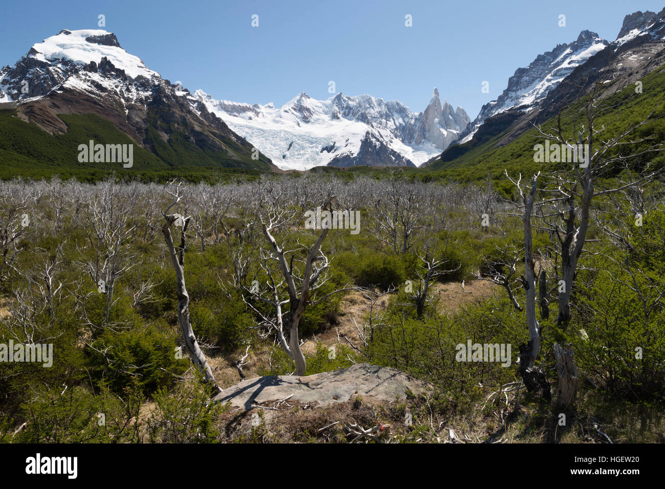 Gli alberi morti sul sentiero a Laguna Torre con vista del Cerro Torre, El Chalten, Patagonia, Argentina, Sud America Foto Stock