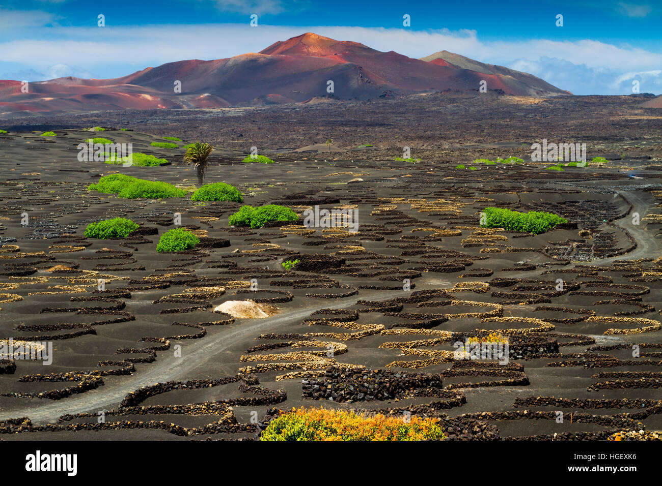 Vigneti che crescono in lapillo vulcanico. La Geria regione. Lanzarote, Isole Canarie, Oceano Atlantico, Spagna. Foto Stock