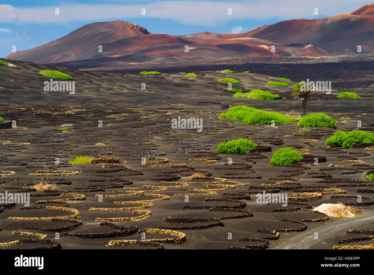 Vigneti che crescono in lapillo vulcanico. La Geria regione. Lanzarote, Isole Canarie, Oceano Atlantico, Spagna. Foto Stock