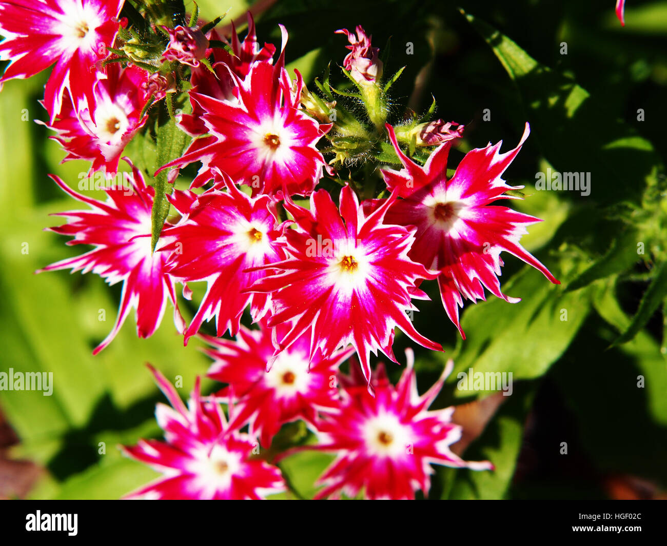 Phlox drummondii "scintillio di Star' in fiore nel giardino Foto Stock