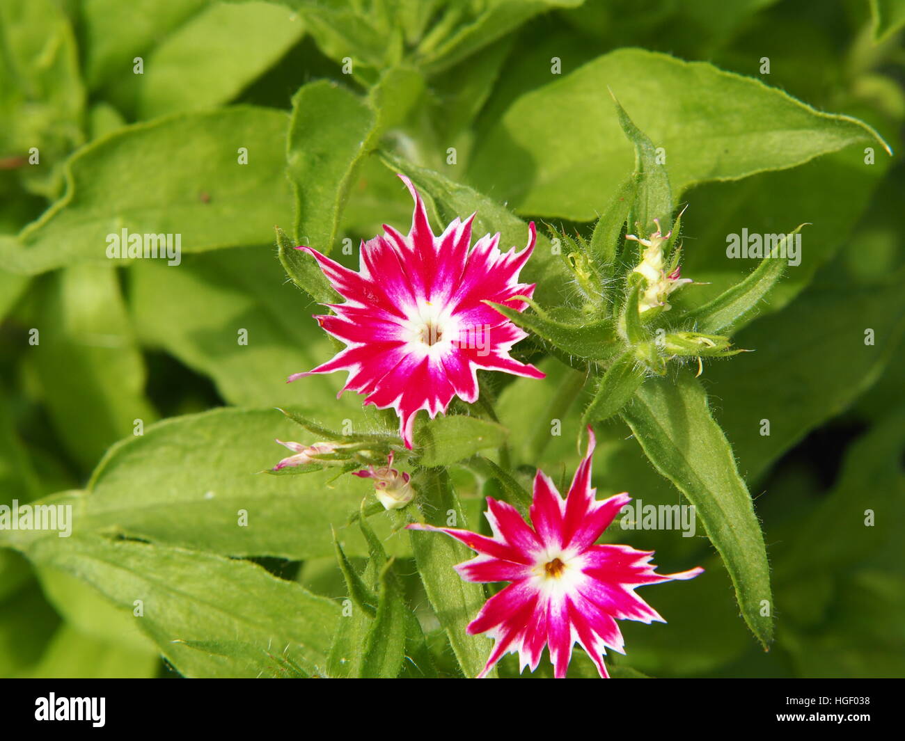 Phlox drummondii "scintillio di Star' in fiore nel giardino Foto Stock