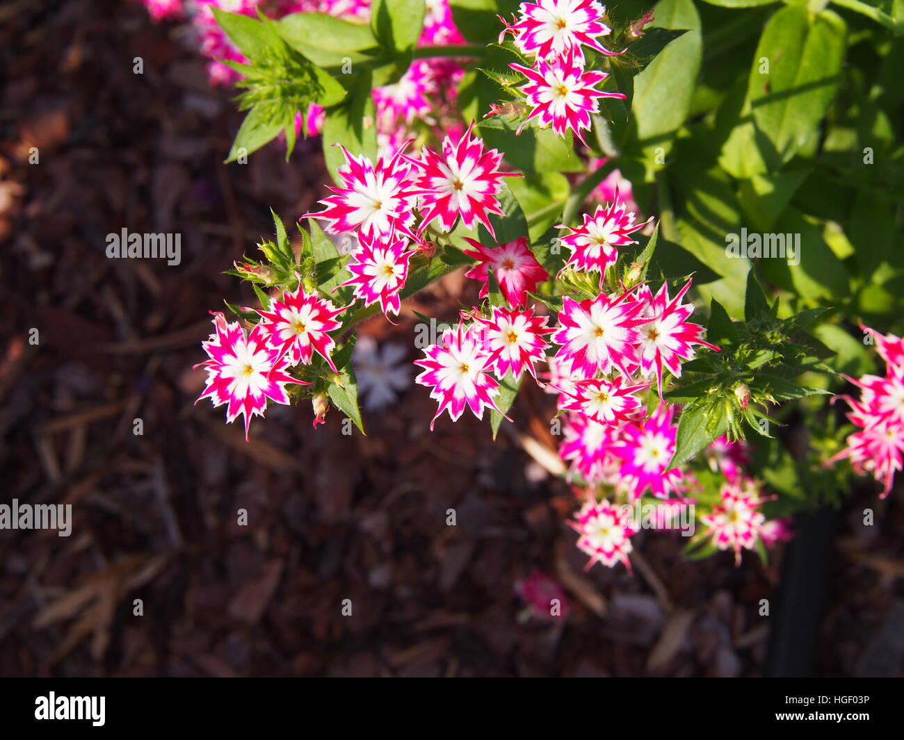 Phlox drummondii "scintillio di Star' in fiore nel giardino Foto Stock