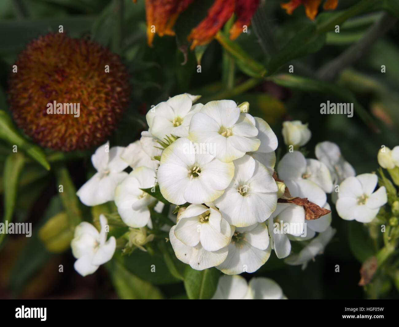 Bellissimo il bianco e il verde dei fiori di Phlox paniculata 'Jade' - giardino phlox Foto Stock