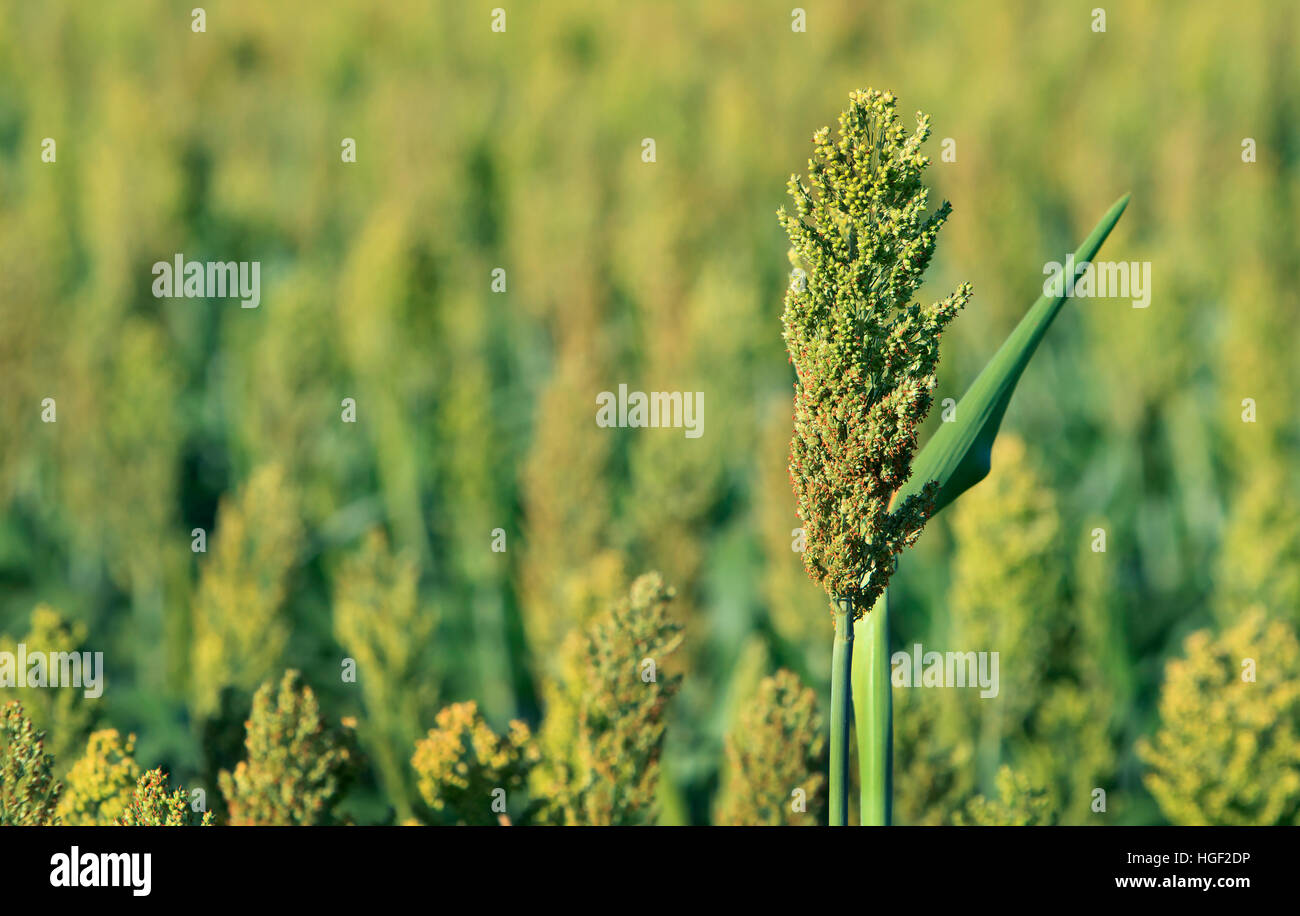 Sorgo pianta con al di fuori del campo di messa a fuoco in crescita in background e spazio di copia Foto Stock