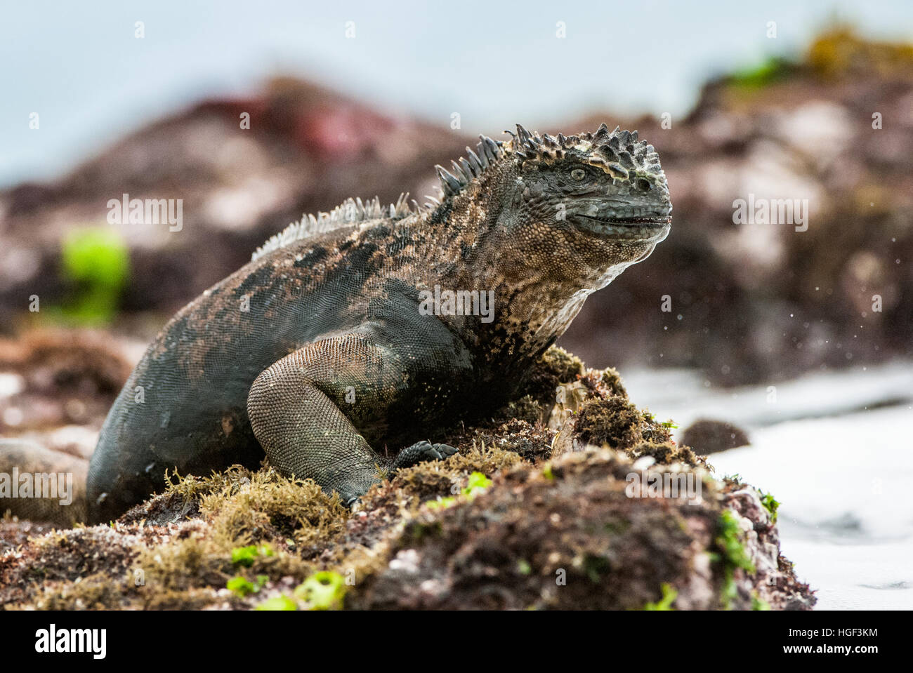 Un maschio di Galápagos Marine Iguana poggiante su rocce laviche (Amblyrhynchus cristatus). Il marine iguana sul nero lava irrigidite. Isole Galapagos. Foto Stock