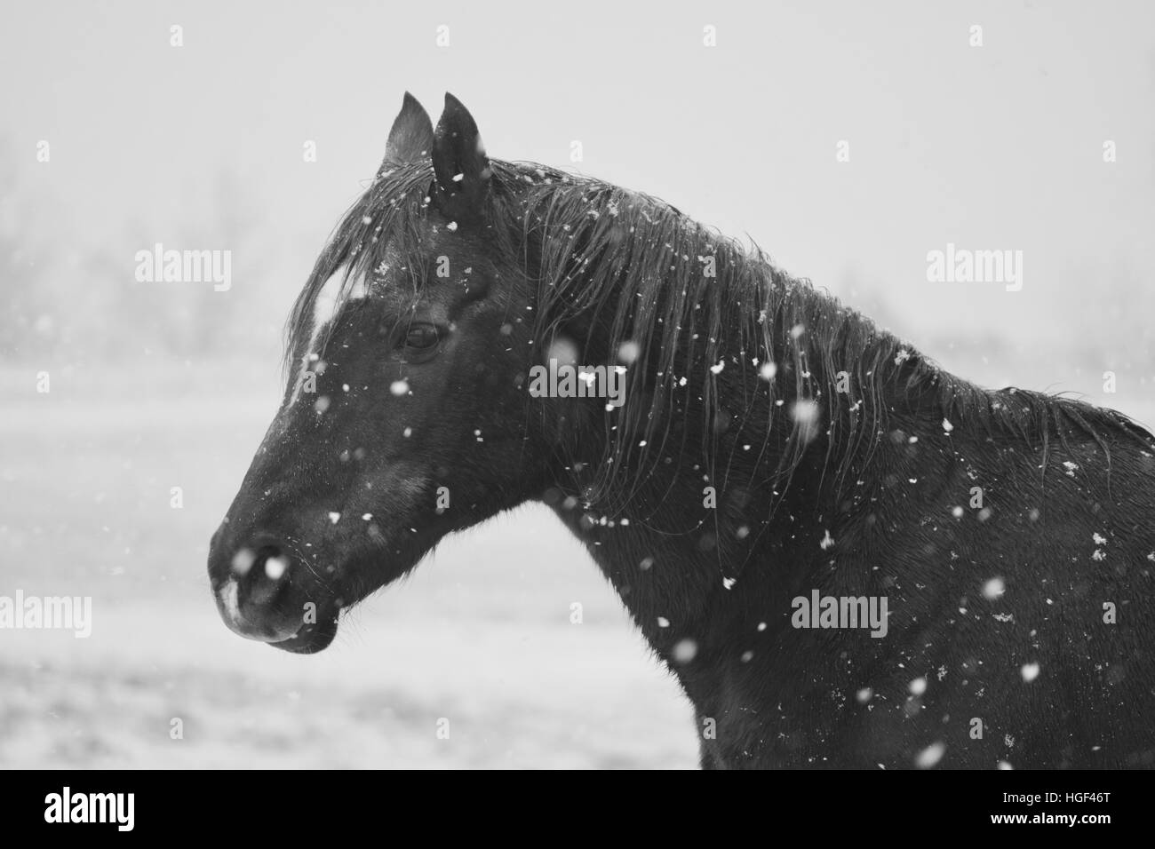 Il vecchio cavallo nella neve Foto Stock