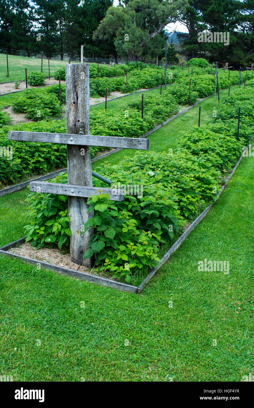 Patch di lampone Foto Stock