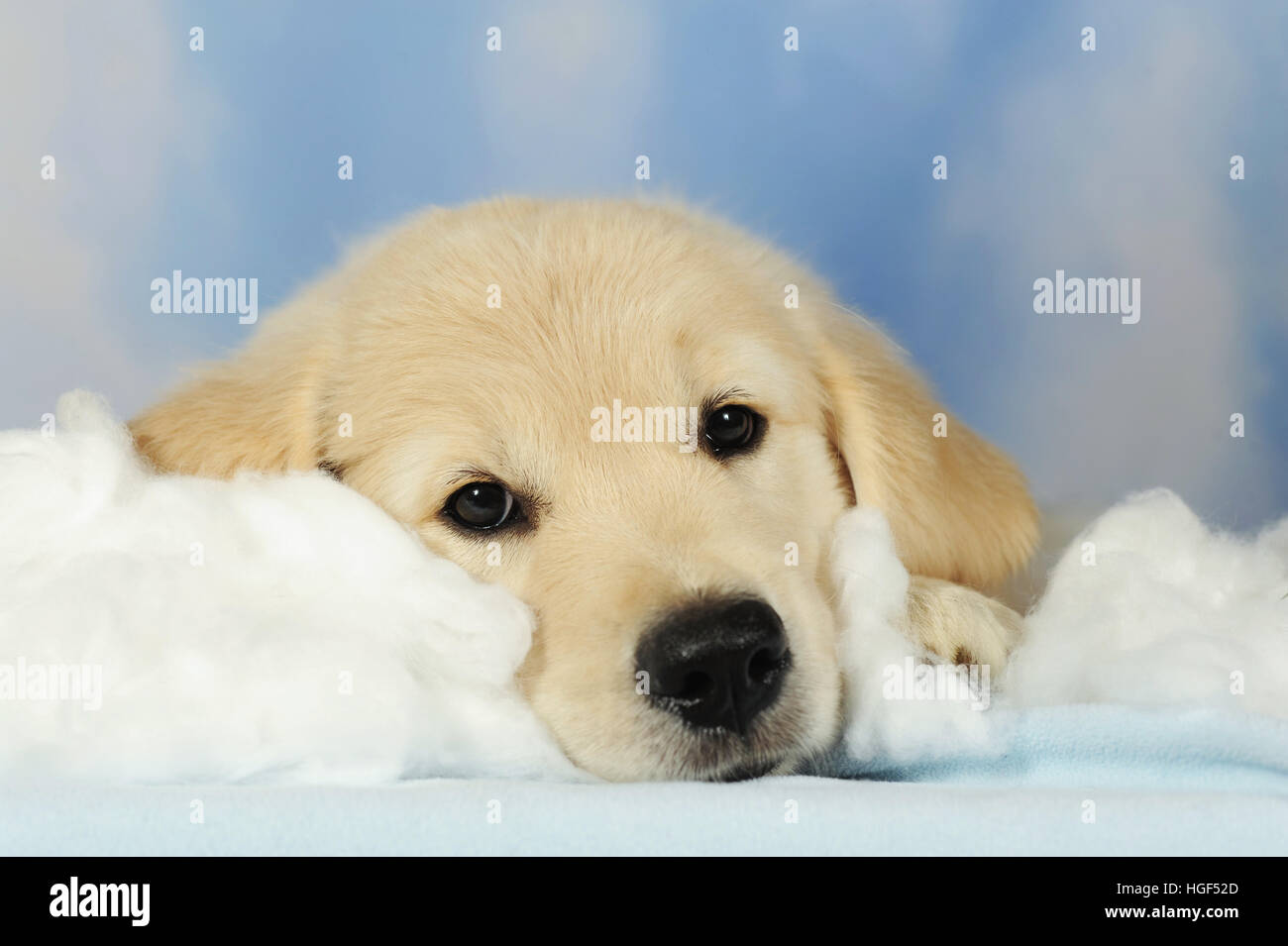 Golden Retriever cucciolo, 8 settimane di età, giacente sul cotone, cielo, nuvole Foto Stock