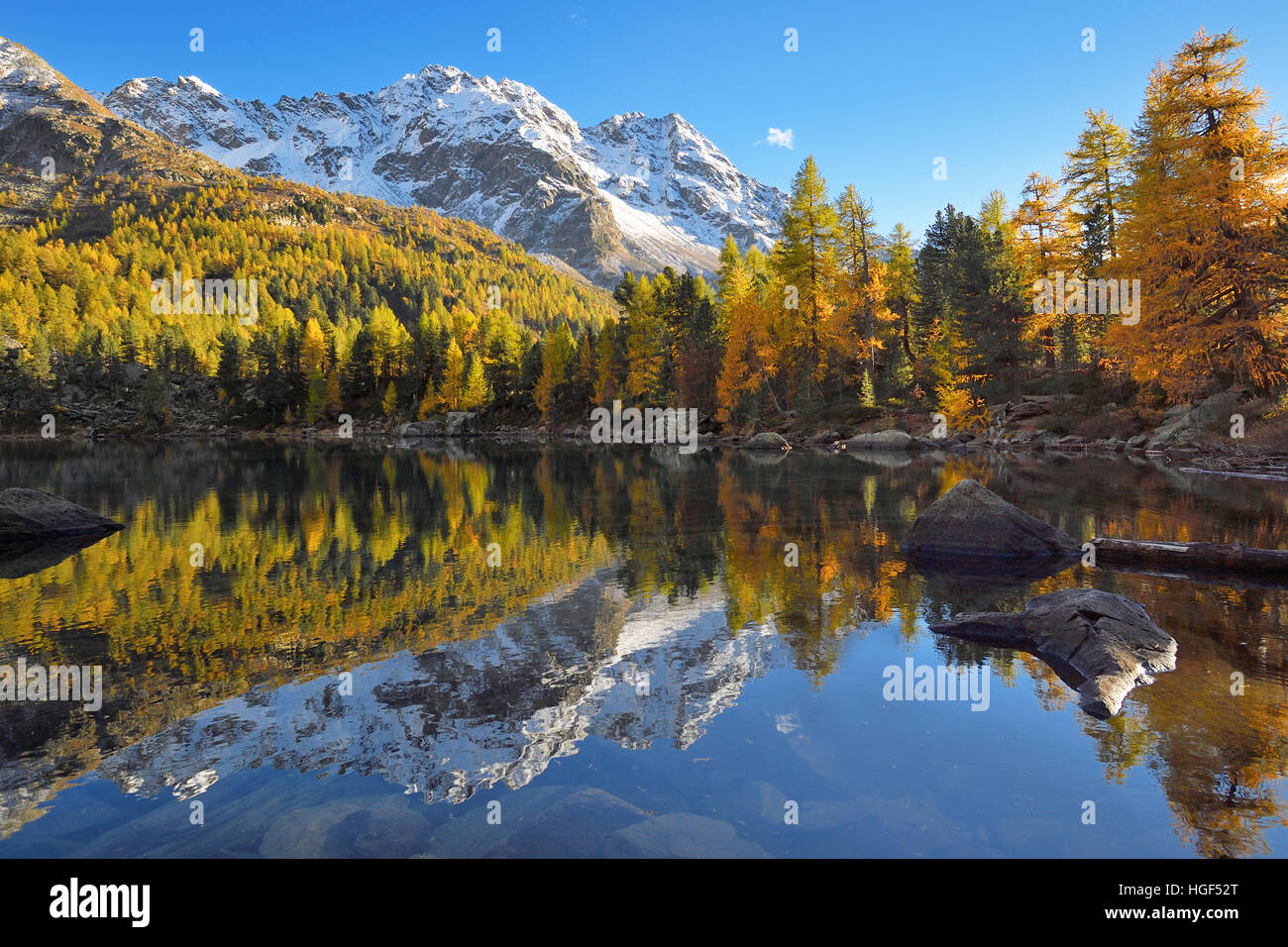 Lärchenwald, bosco di larici sul lago Lago di Saoseo, con montaggio da Scima Rügiul, Val di Campo del Cantone dei Grigioni, Svizzera Foto Stock