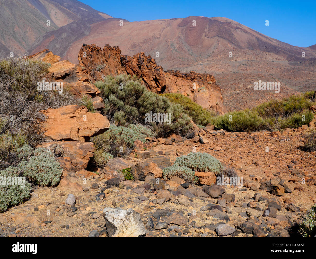 Paesaggio vulcanico e vegetazione in Parque Nacional del Teide Tenerife Foto Stock
