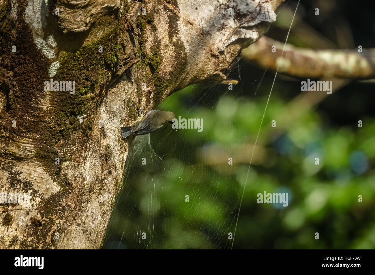 Madagascar black bird rubare i ragni prendere da spider web Foto Stock