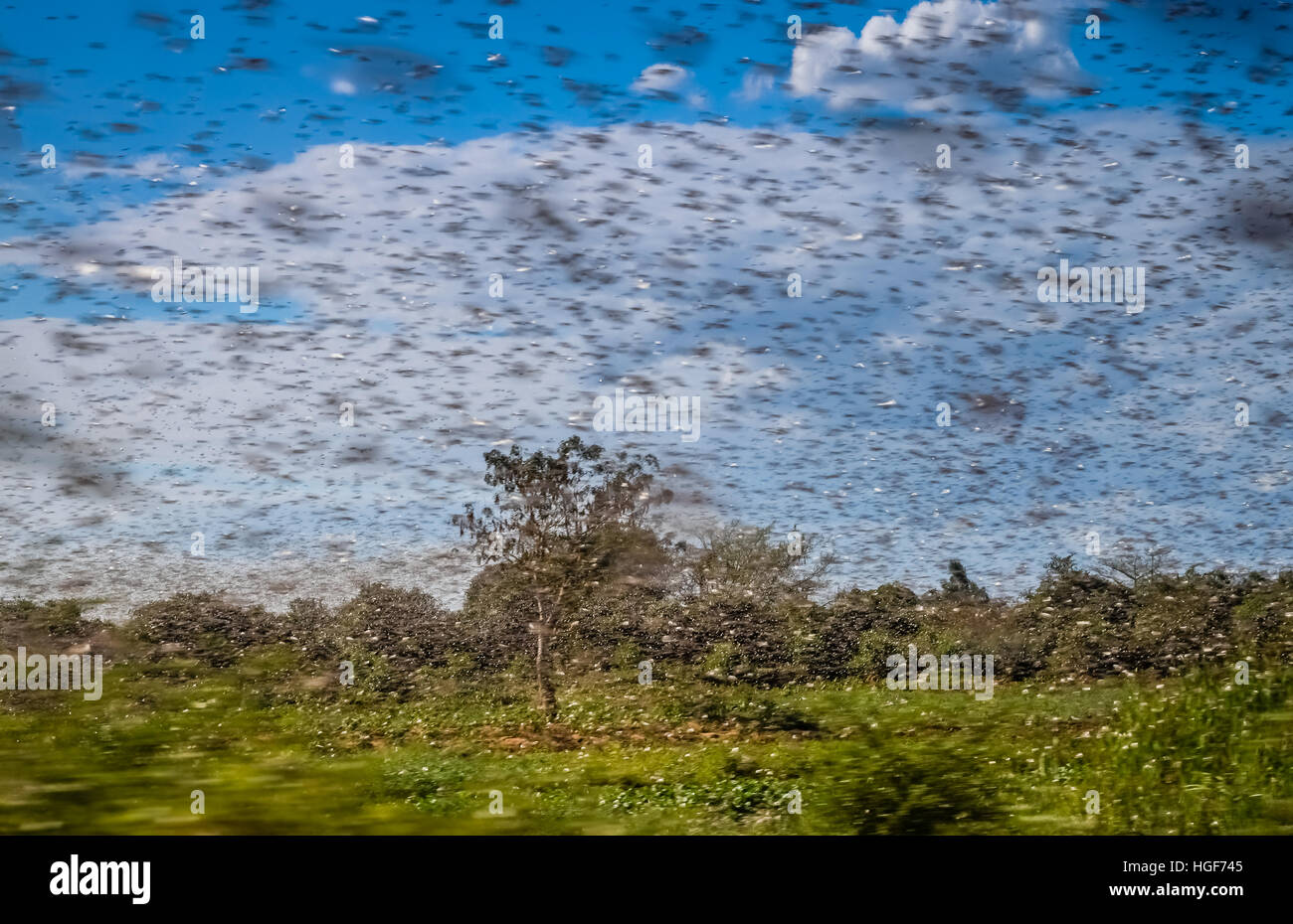 Un enorme sciame di fame locusta in volo vicino a Morondava in Madagascar Foto Stock