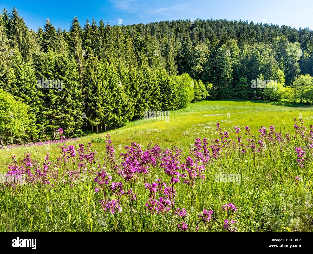 Foresta Bavarese, primavera estate, prati verdi alberi di collina fiori fiori tenuto ben pulito. Respirare. Aria fresca, vacanze, regione, turiste Foto Stock