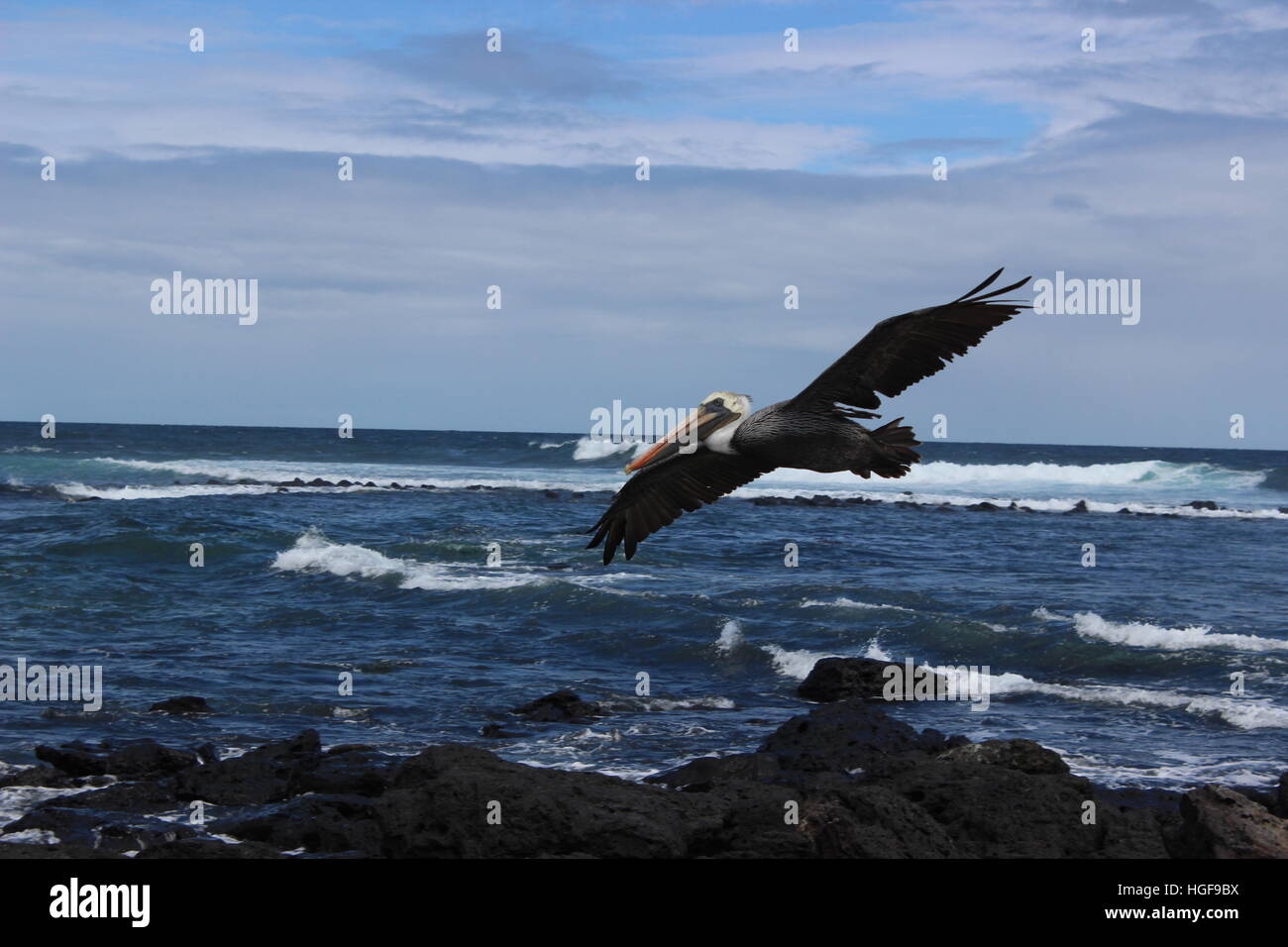 Pelican volo sopra l'oceano Foto Stock