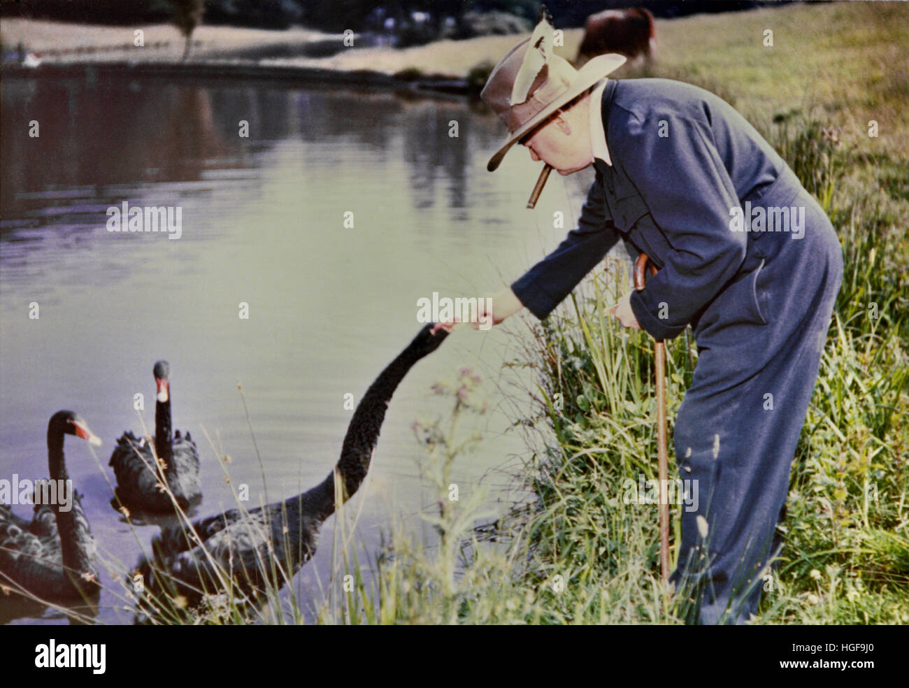 Winston Churchill nutrire i cigni neri a Chartwell, un dono della gente dell'Australia occidentale. 1950. Foto Stock