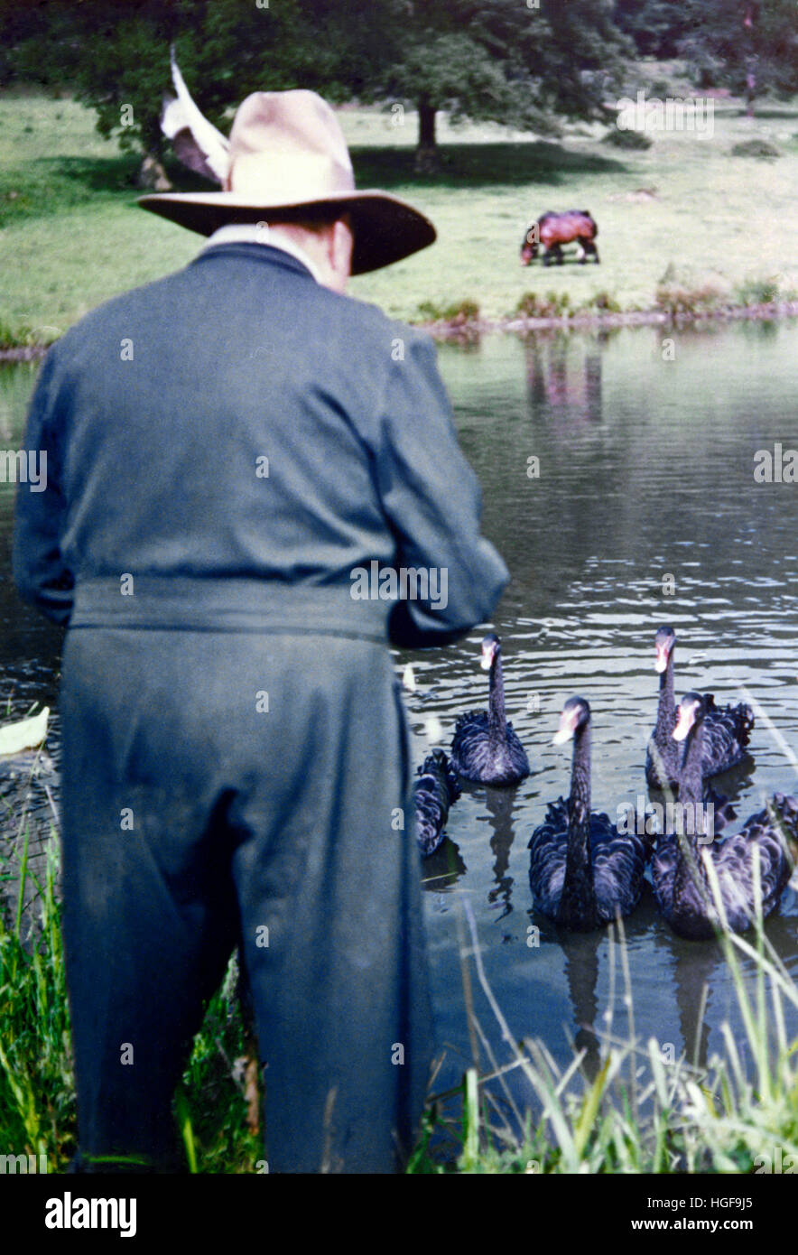 Winston Churchill nutrire i cigni neri a Chartwell, un dono della gente dell'Australia occidentale. 1950. Foto Stock