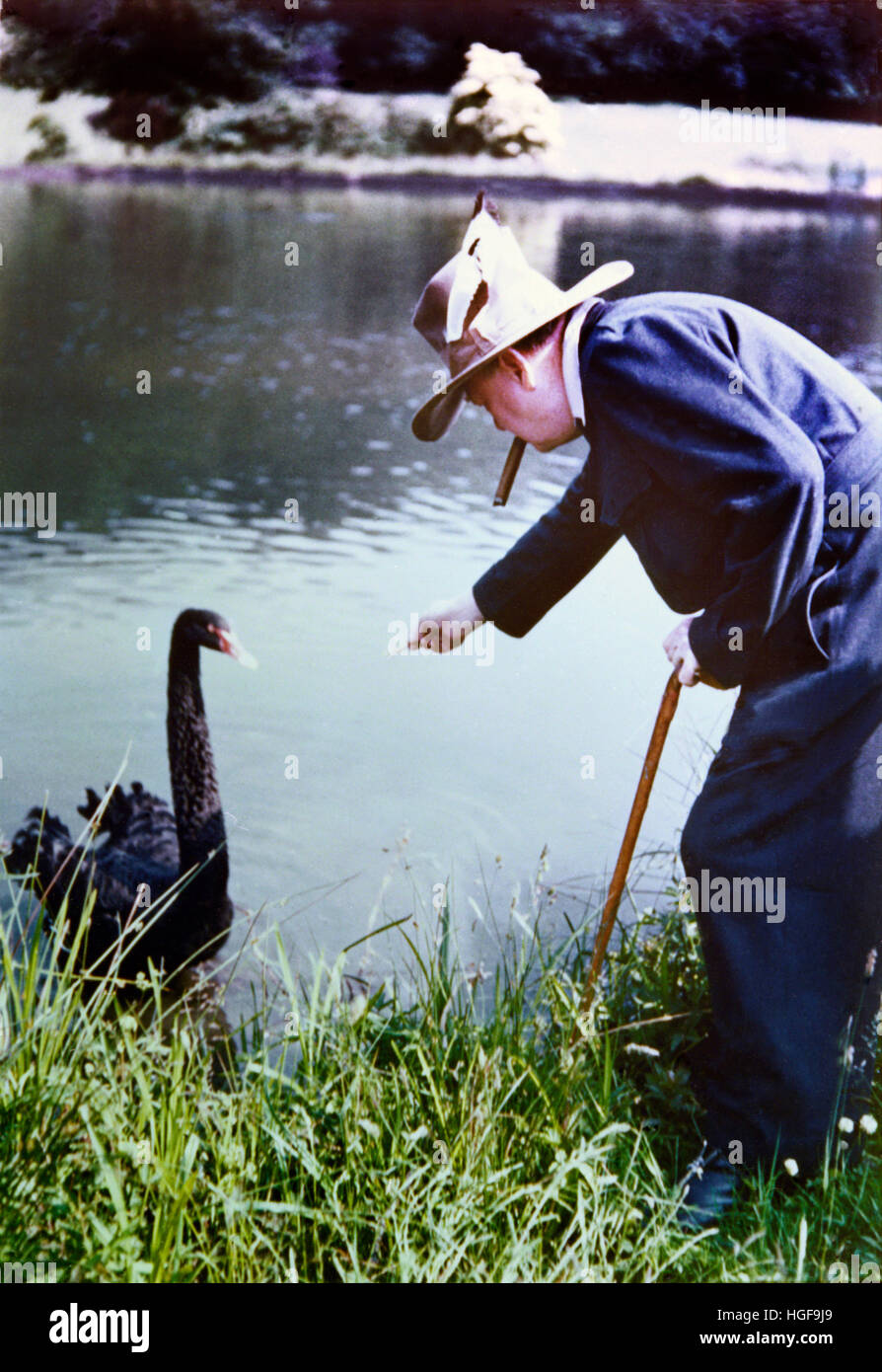 Winston Churchill nutrire i cigni neri a Chartwell, un dono della gente dell'Australia occidentale. 1950. Foto Stock