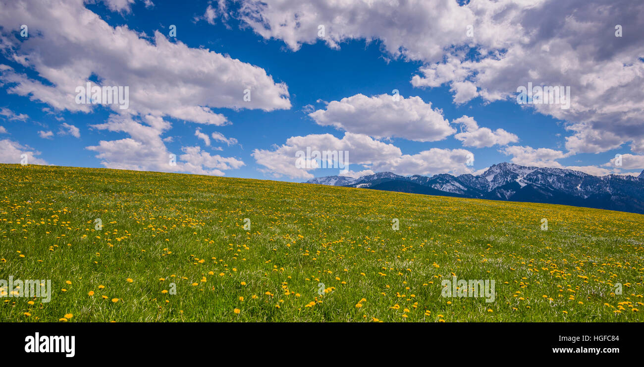 Prato in Baviera Foto Stock