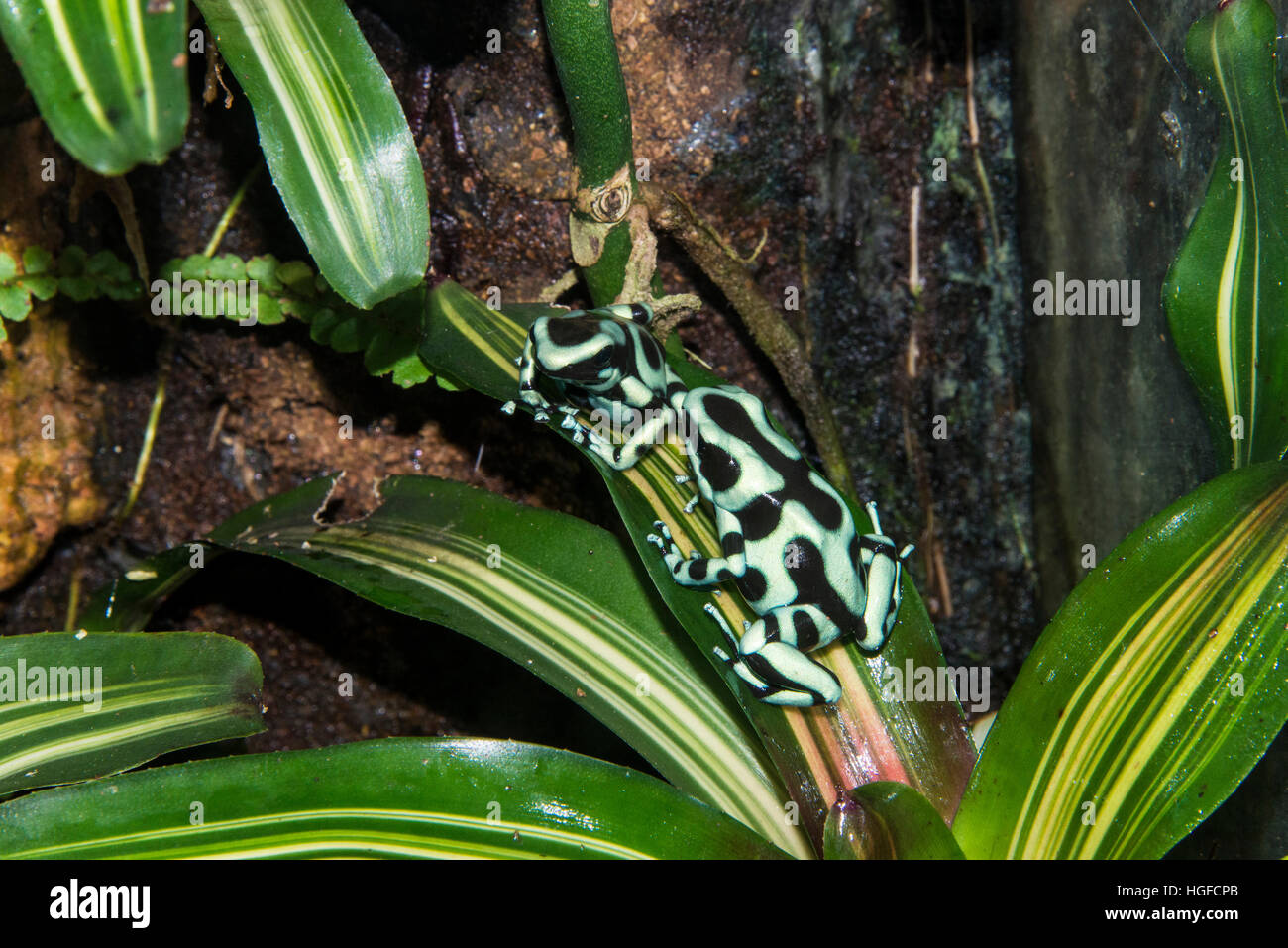 Verde e nero poison dart frog, dendrobates auratus, Foto Stock
