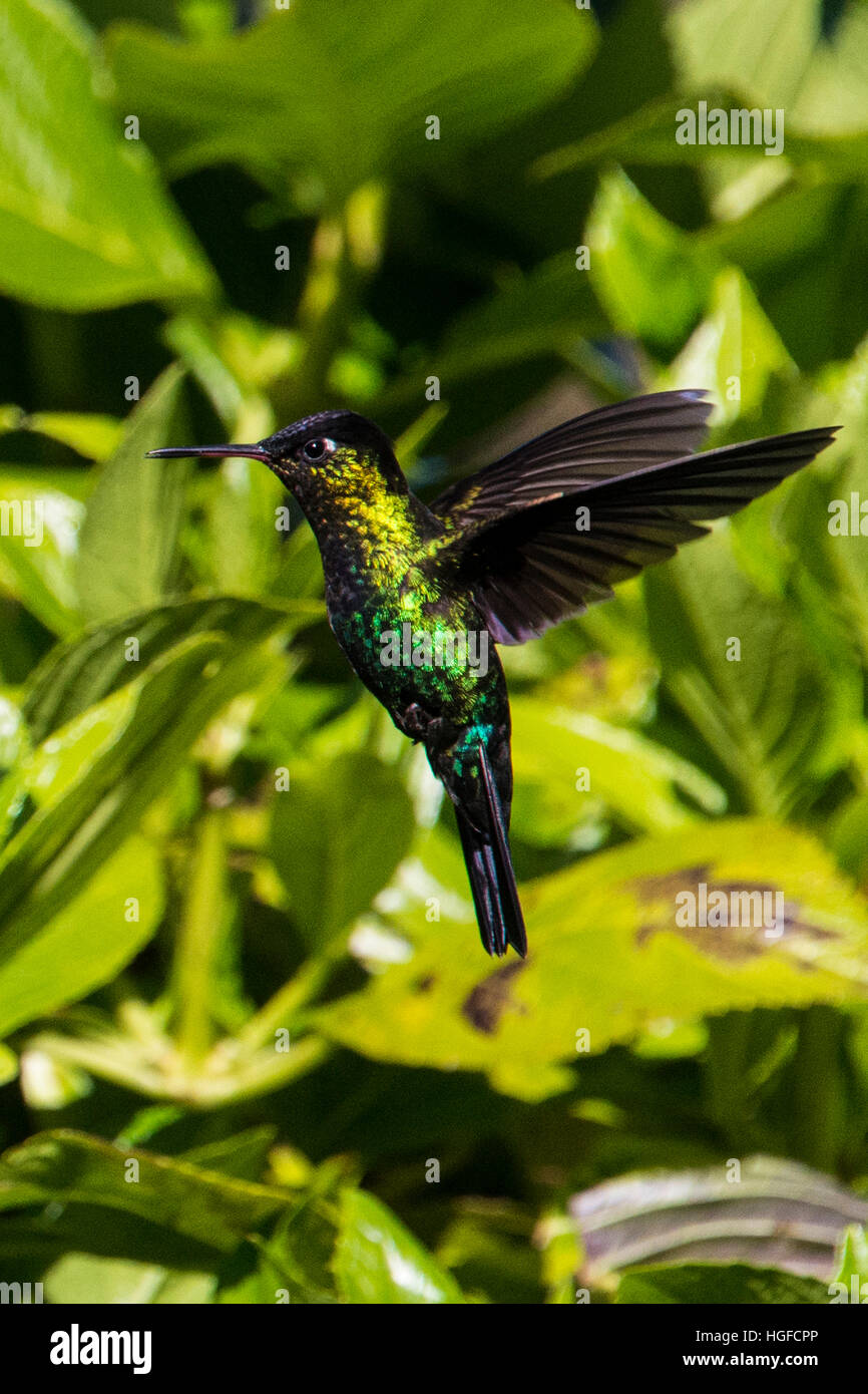 Colibrì Foto Stock
