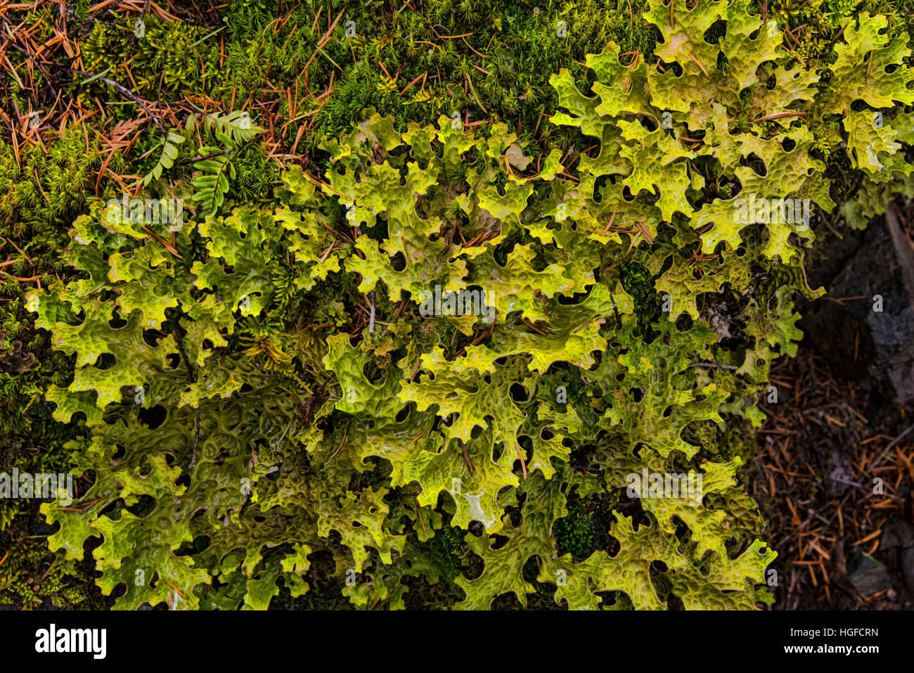 Tweedsmuir parco provinciale, BC, Canada Foto Stock