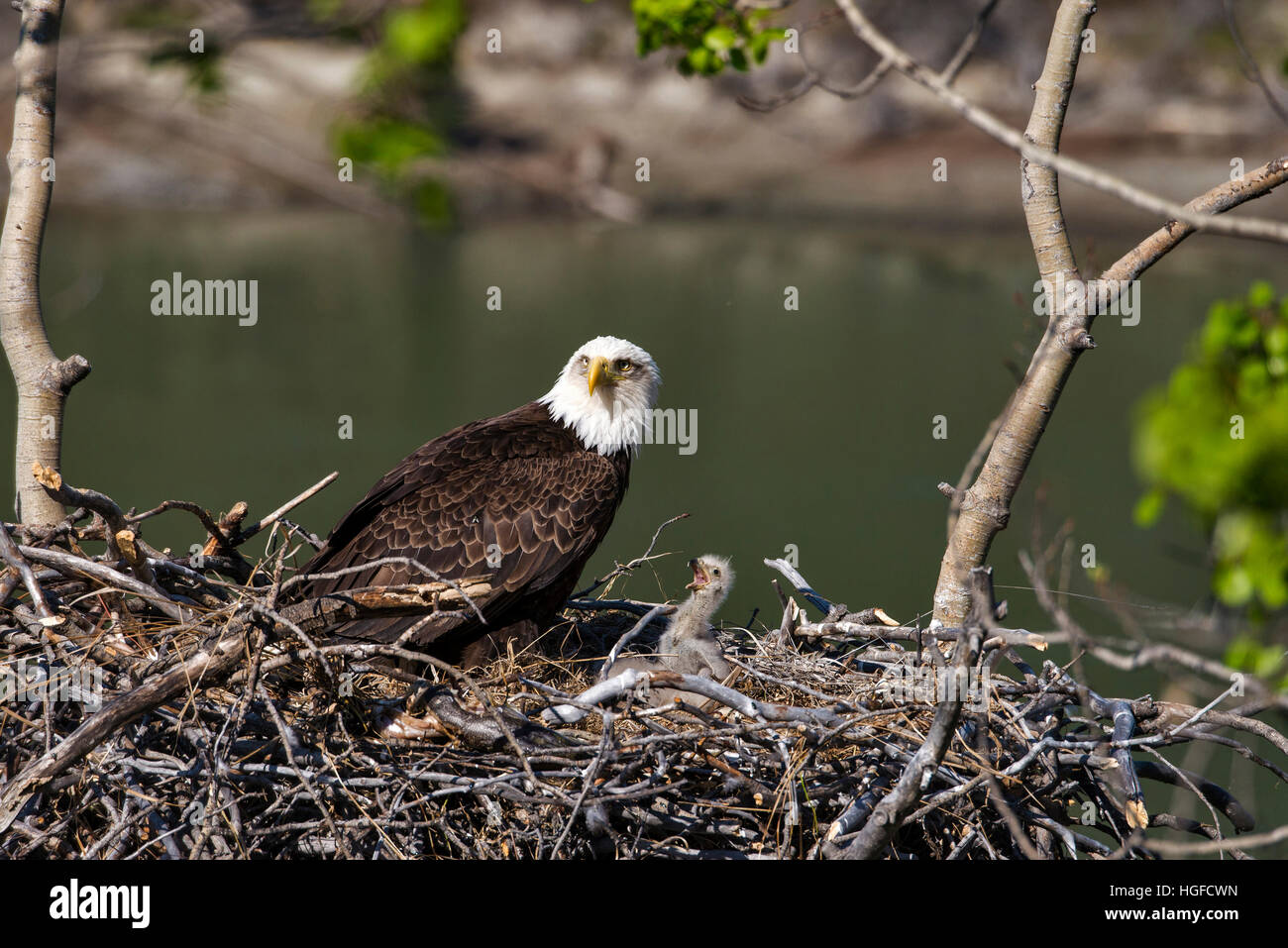 Aquila calva, Haliaeetus leucocephalus, nesting, Yukon, Canada Foto Stock