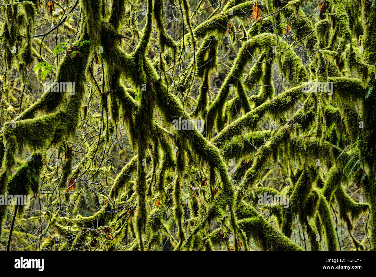 Moss su alberi, foreste pluviali temperate, Oregon Foto Stock