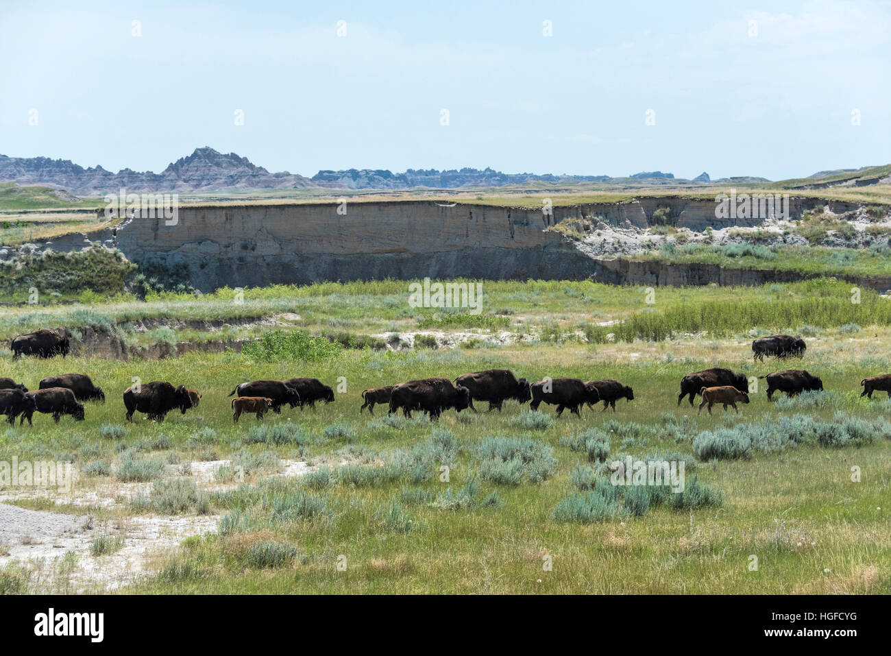 Bisonti americani, Buffalo, Parco nazionale Badlands, South Dakota, Foto Stock