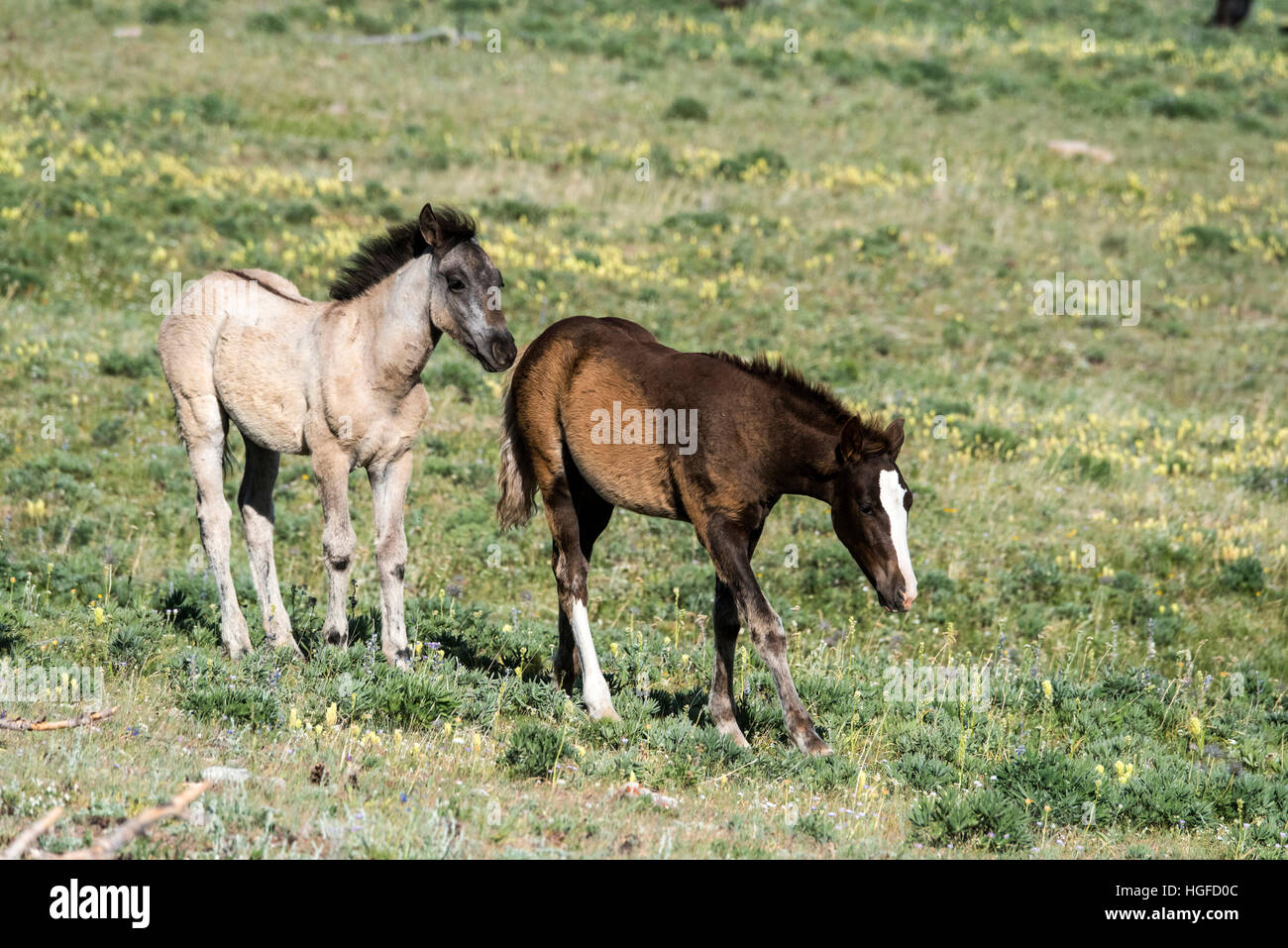 Cavalli selvaggi, Pryor Montagne Wild Horse rifugio, Montana, Wyoming USA, Foto Stock