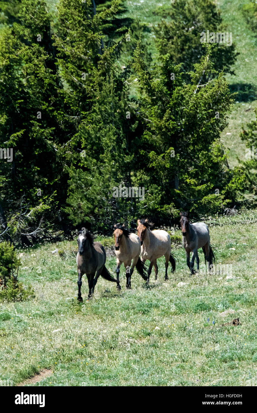 Cavalli selvaggi, Pryor Montagne Wild Horse rifugio, Montana, Wyoming USA, Foto Stock