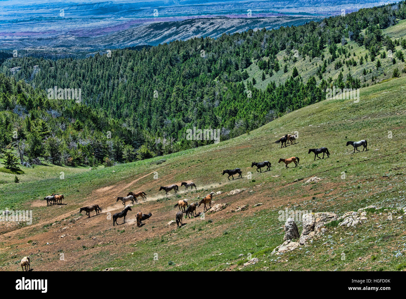 Cavalli selvaggi, Pryor Montagne Wild Horse rifugio, Montana, Wyoming USA, Foto Stock