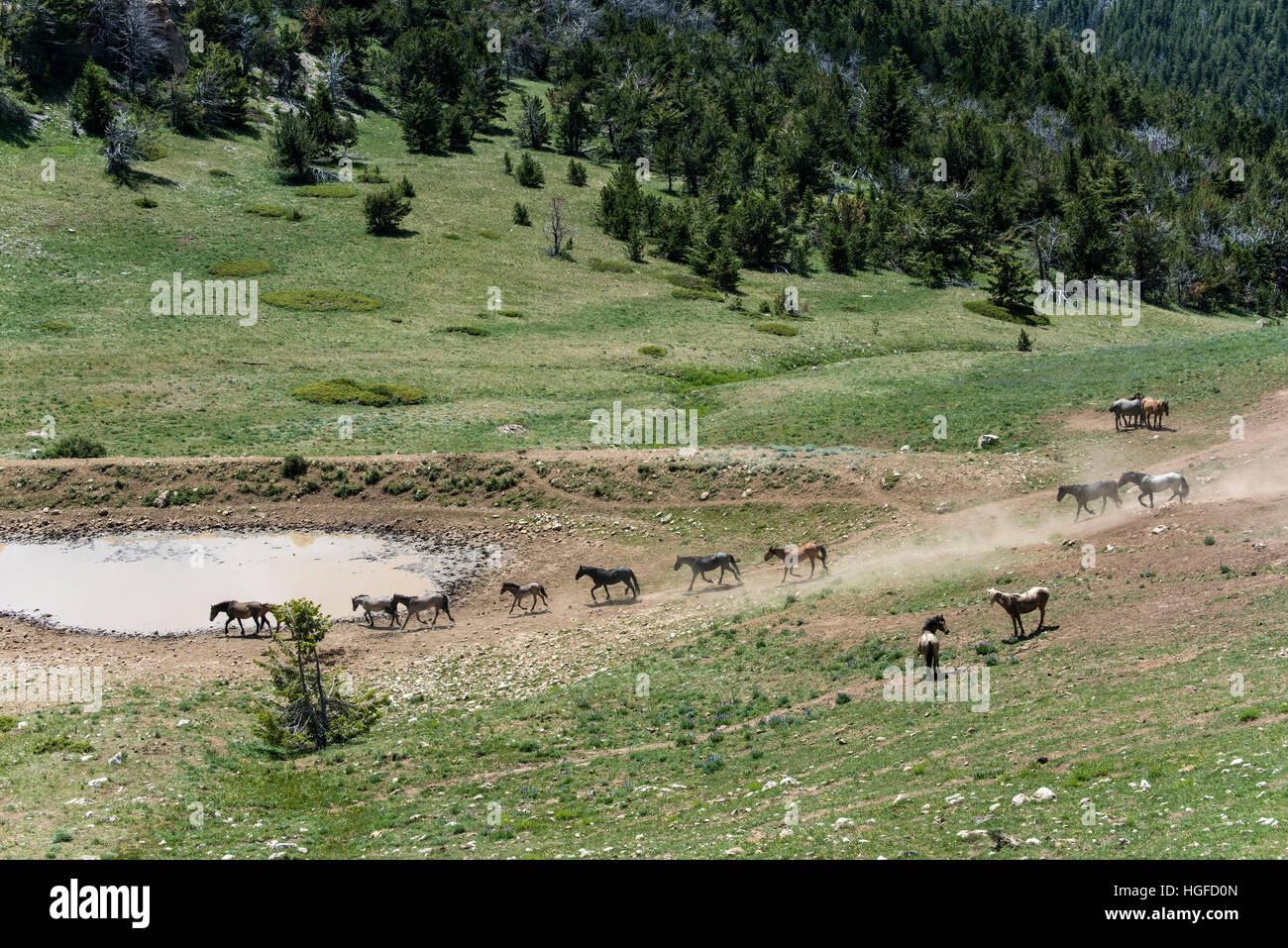 Cavalli selvaggi, Pryor Montagne Wild Horse rifugio, Montana, Wyoming USA, Foto Stock