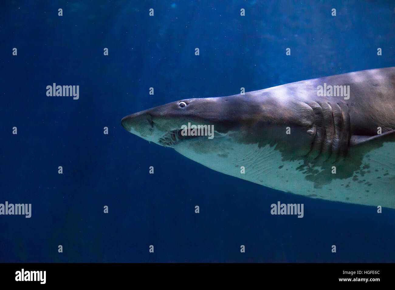Shark con scary grandi denti subacquea, rischio o pericolo concetto sfondo Foto Stock