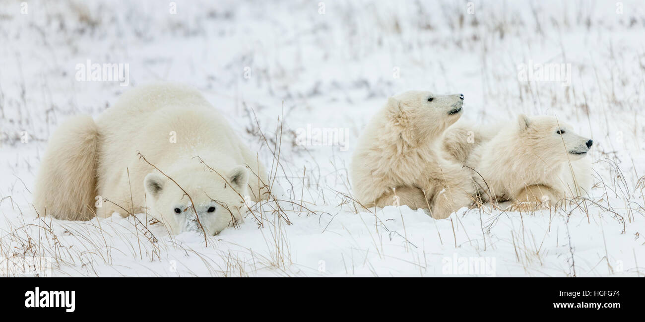 Ella polare-orsa con cuccioli. Orso polare madre (Ursus maritimus) con due cuccioli Foto Stock