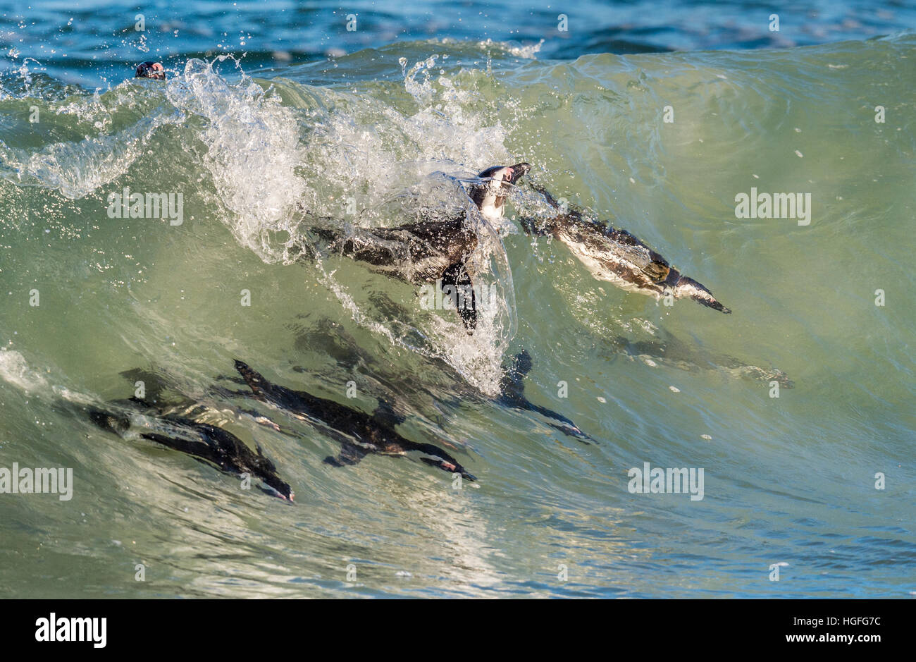 I Penguins africani nuotare nell'oceano onda. Il pinguino africano (Spheniscus demersus), noto anche come il jackass penguin e nero-footed penguin Foto Stock