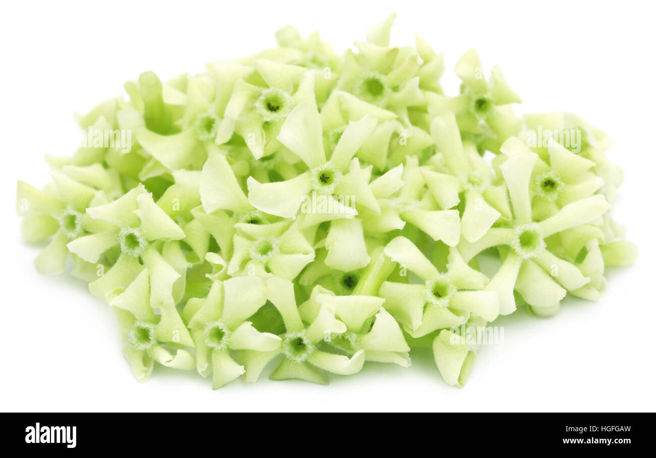 Fiori di Alstonia scholaris comunemente chiamato blackboard albero o albero del diavolo Foto Stock