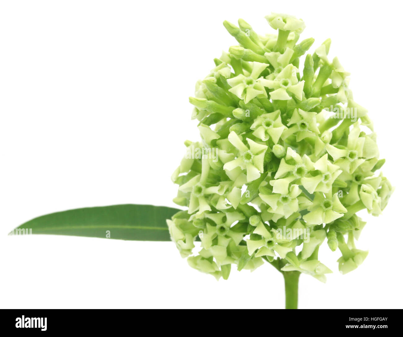 Fiori di Alstonia scholaris comunemente chiamato blackboard albero o albero del diavolo Foto Stock