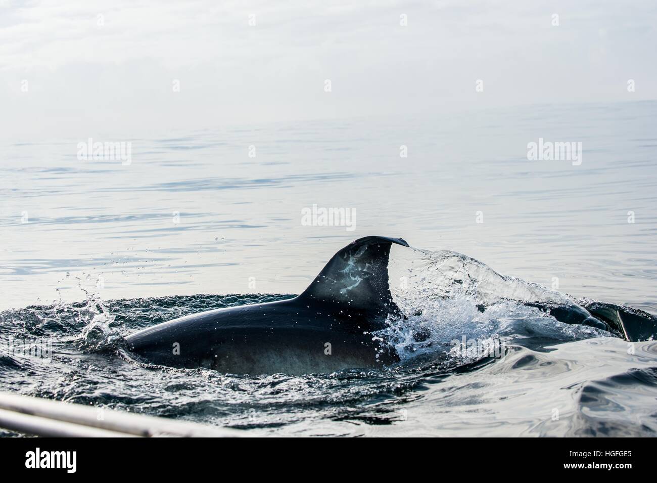Pinna di squalo sopra l'acqua. Pinna Closeup grande squalo bianco Underwater . Il grande squalo bianco (Carcharodon carcharias) nell'acqua dell'oceano Pacifico vicino al co Foto Stock