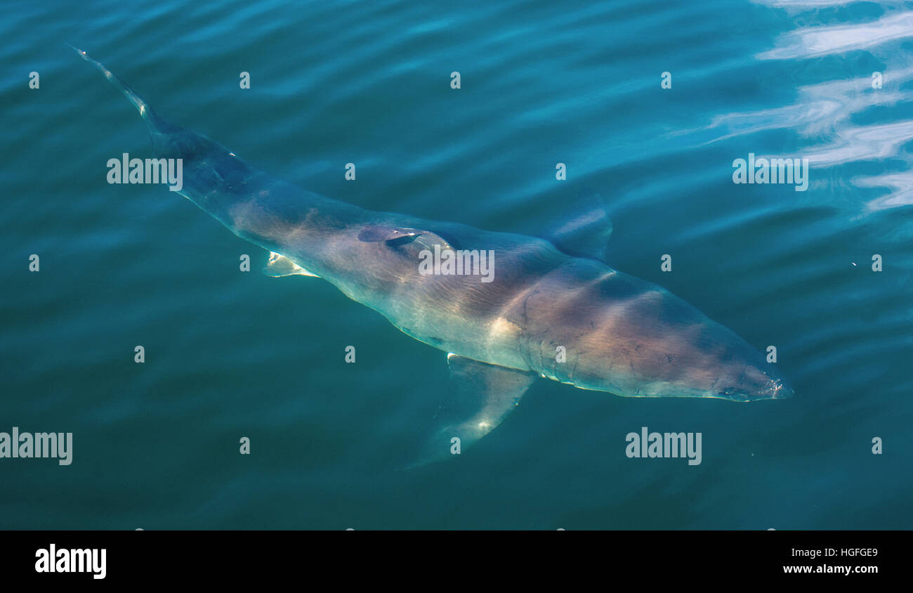 Il grande squalo bianco Underwater . Il grande squalo bianco (Carcharodon carcharias) nell'acqua dell'oceano Pacifico vicino alla costa del Sud Africa Foto Stock