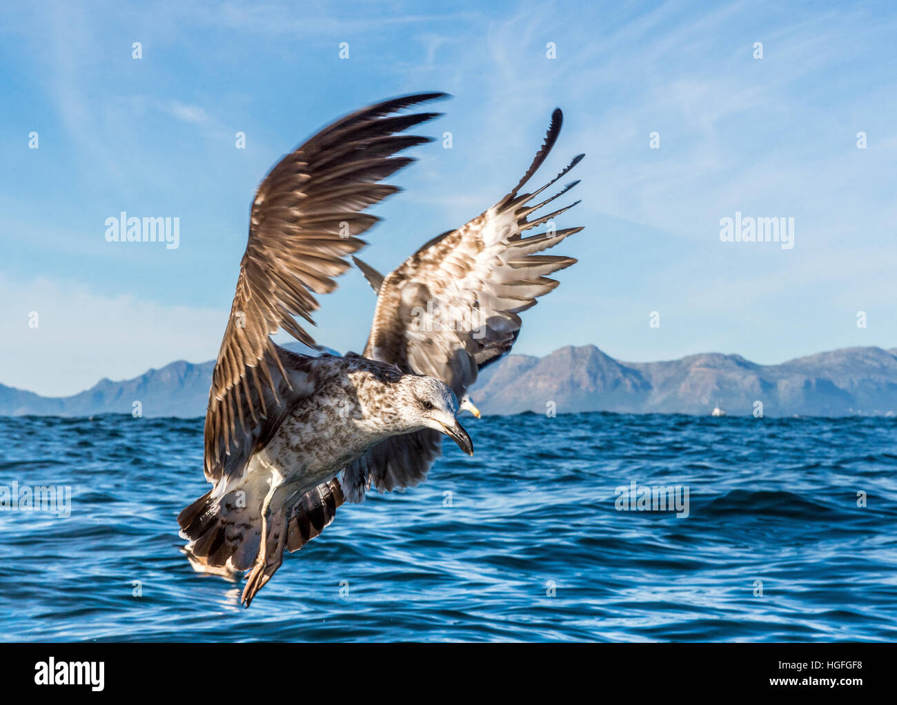 Flying capretti Kelp gabbiano (Larus dominicanus), noto anche come il Gabbiano dominicano e nero appoggiato Kelp Gull. Naturale oceano blu sullo sfondo dell'acqua. Foto Stock